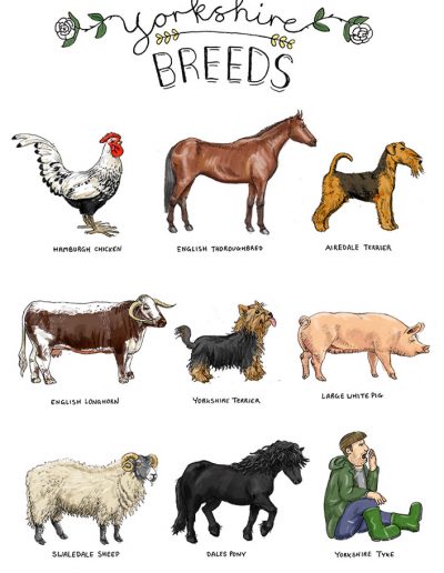 Yorkshire breeds illustration