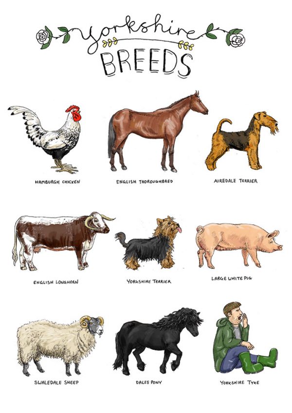 Yorkshire breeds illustration