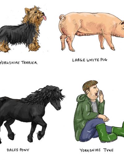 Yorkshire breeds illustration - detail