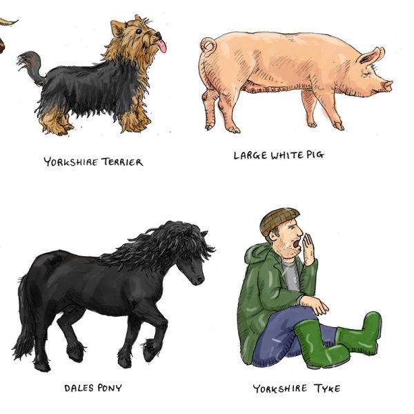 Yorkshire breeds illustration - detail