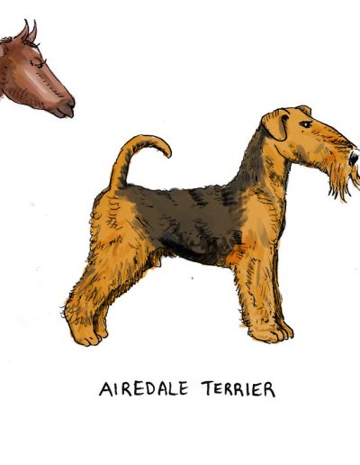 Yorkshire breeds illustration - airedale