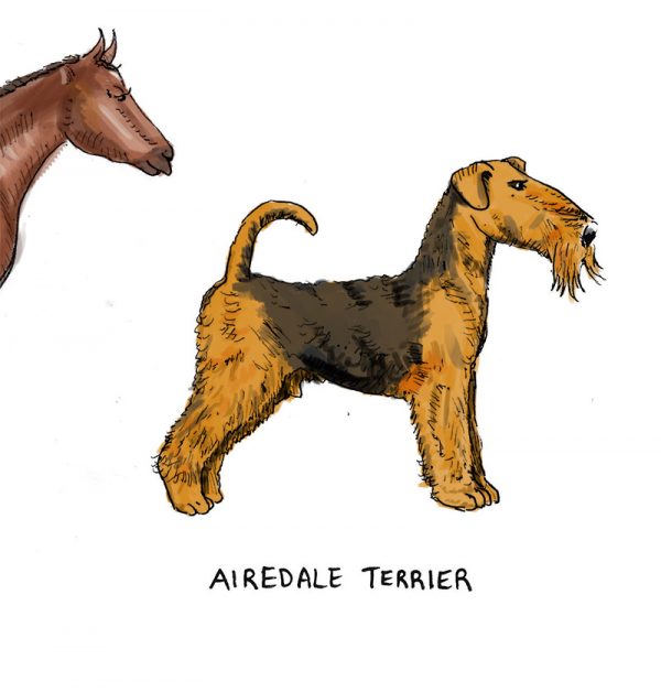 Yorkshire breeds illustration - airedale