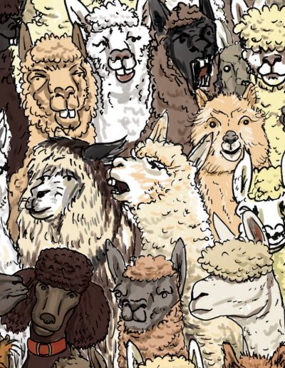 Saltaire alpaca illustration detail 1