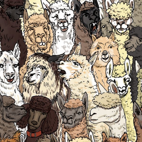 Saltaire alpaca illustration detail 1