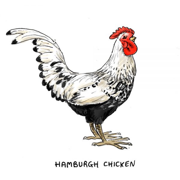 Yorkshire breeds illustration - Hamburgh