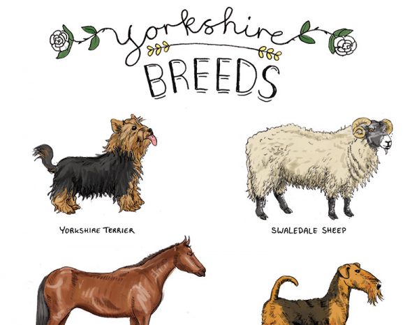 Yorkshire breeds tea towel 2