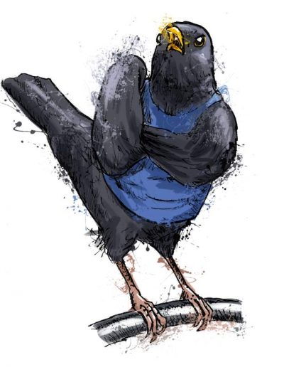 British birds - blackbird