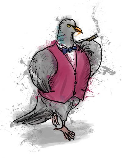 British birds - woodpigeon